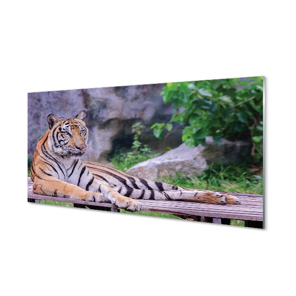 Tableau photo sur verre Tiger dans un zoo