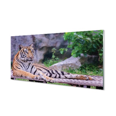 Tableau photo sur verre Tiger dans un zoo