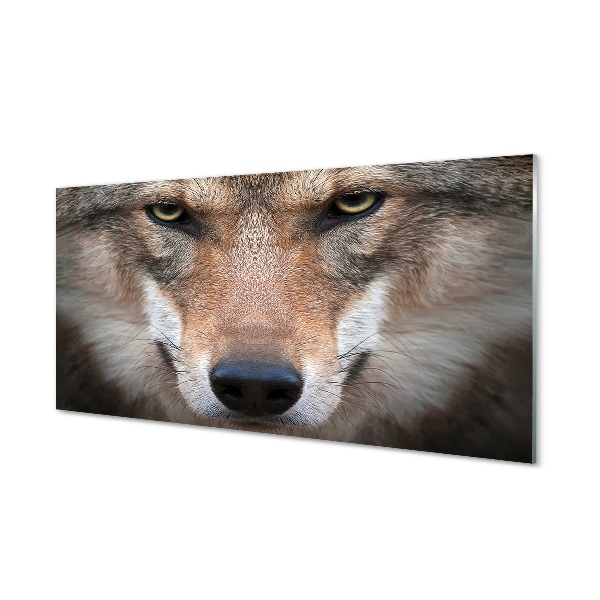 Tableau photo sur verre Yeux de loup