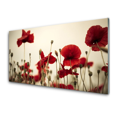 Tableau photo sur verre Coquelicots Fleurs Prairie