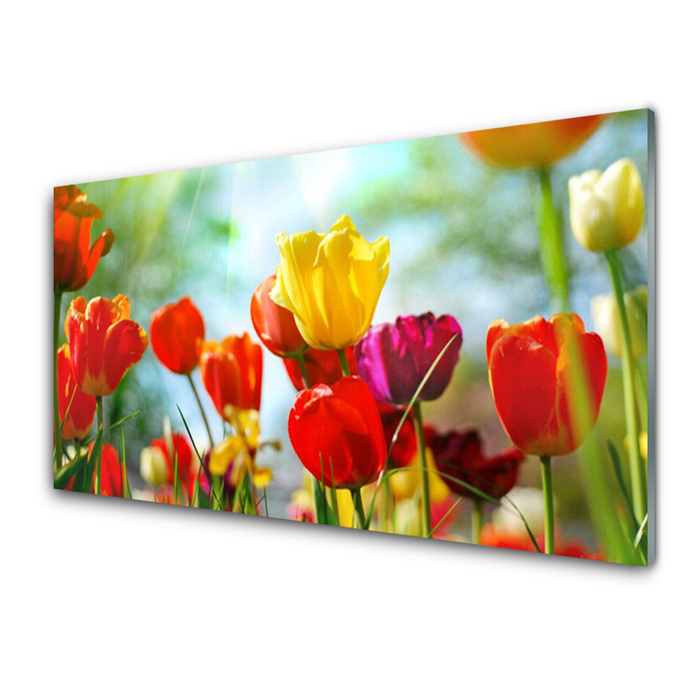 Tableau verre imprimé Tulipes colorées