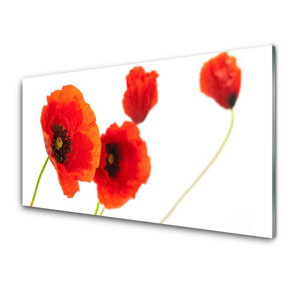 Tableau verre imprimé Coquelicots rouges