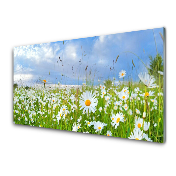 Tableau photo sur verre Prairie de marguerites