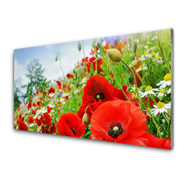 Tableau en verre Fleurs bourgeons Coquelicots Nature