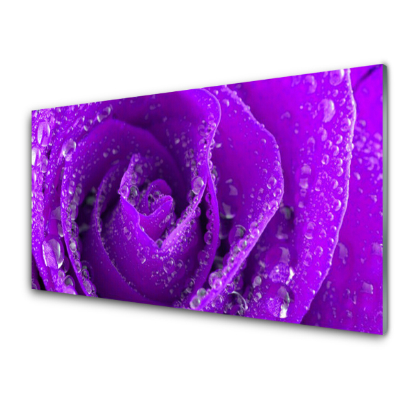 Tableau photo sur verre Fleur de rose pourpre