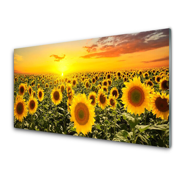 Tableau photo sur verre Tournesols Prairie