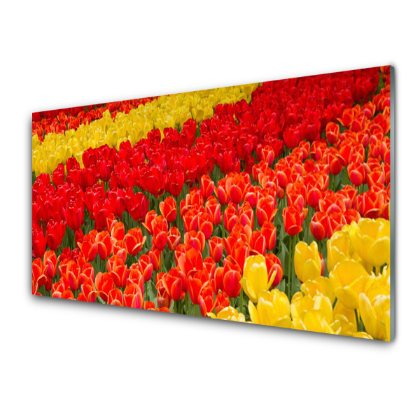 Tableau imprimé sur verre Tulipes colorées