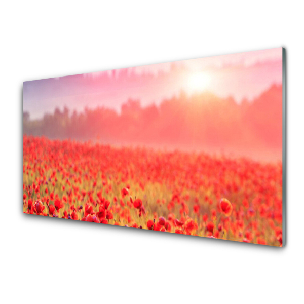 Tableau photo sur verre Fleurs de prairie Coquelicots Plantes