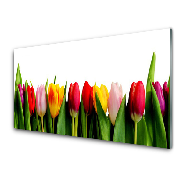 Tableau imprimé sur verre Plante de tulipes