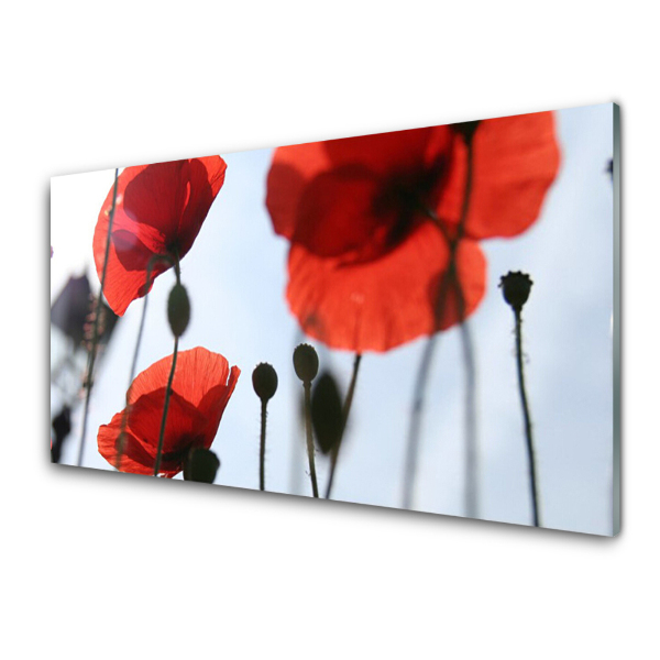 Tableau photo sur verre Coquelicots Plante