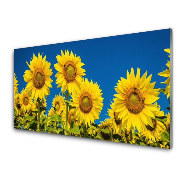 Tableau photo sur verre Tournesols Plante