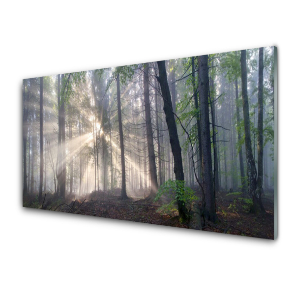 Tableau imprimé sur verre Arbres de la forêt Rayons