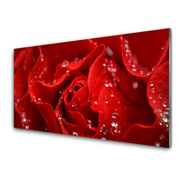 Tableau sur verre Fleur de rose Plante Nature