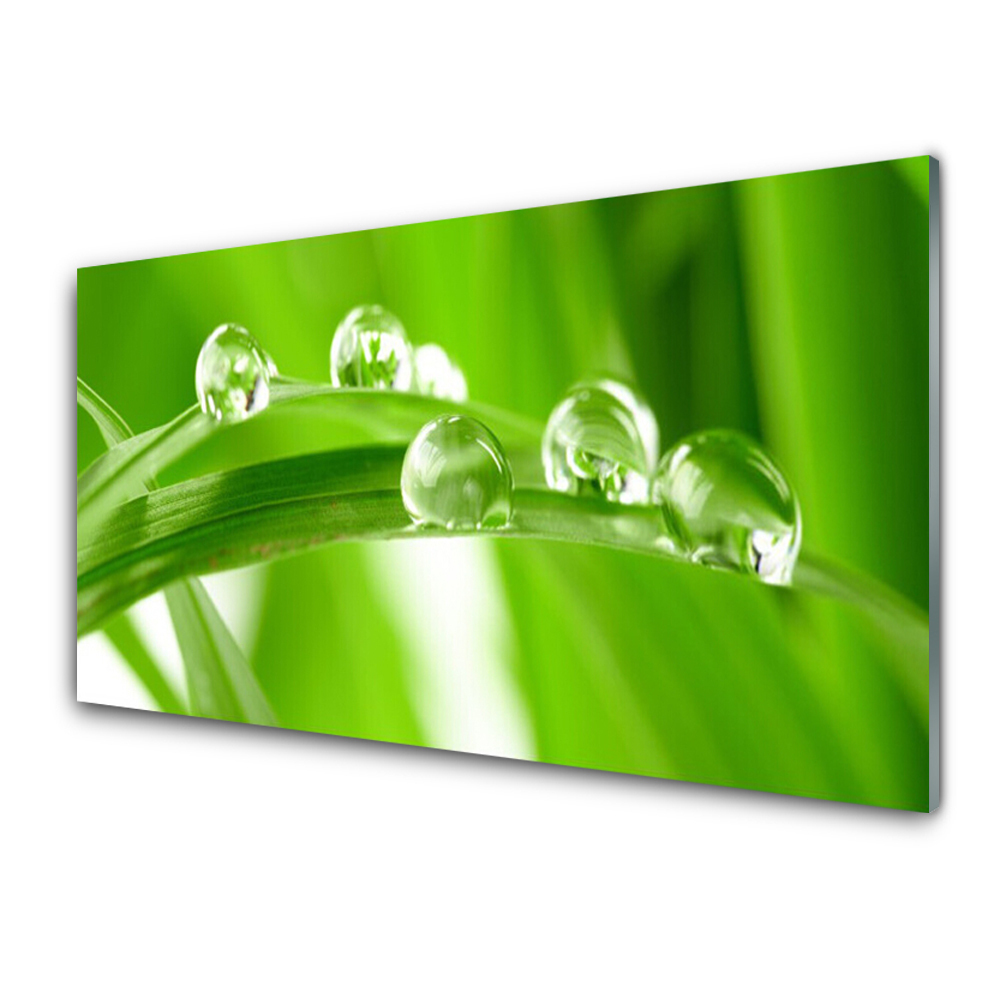 Tableau photo sur verre Rosée sur l'herbe Nature