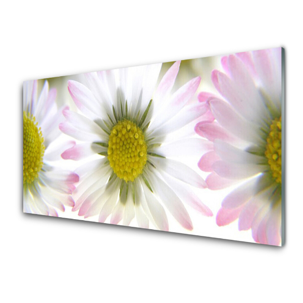 Tableau photo sur verre Marguerite Plantes Nature