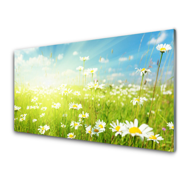 Tableau en verre Marguerites dans une prairie