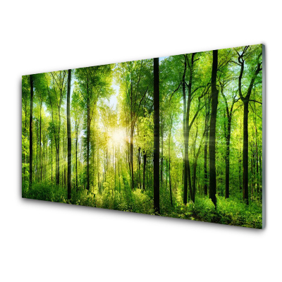 Tableau photo sur verre Forêt verte Nature Arbres