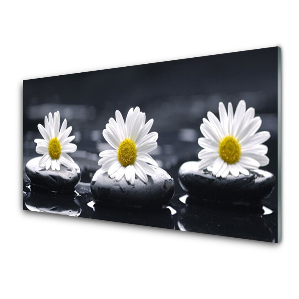 Tableau verre imprimé Daisy Stones Water (marguerite)