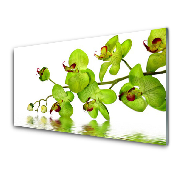 Tableau imprimé sur verre Fleurs d'une orchidée verte