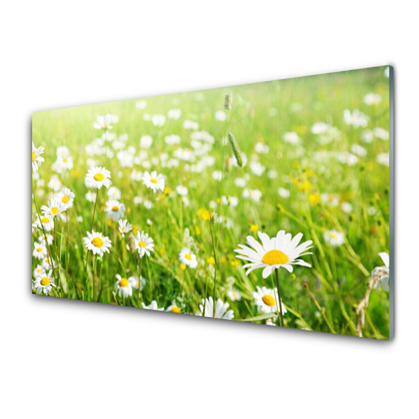 Tableau en verre Marguerites dans une prairie