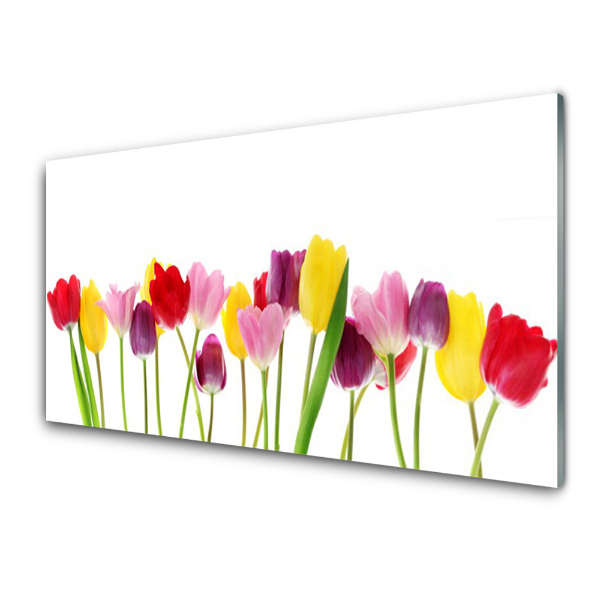 Tableau en verre Tulipes colorées Fond blanc