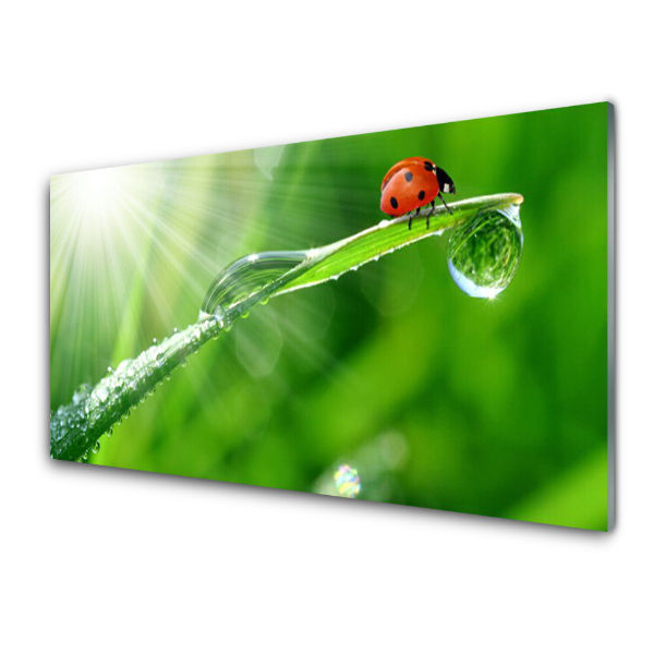 Tableau photo sur verre Coccinelle sur l'herbe