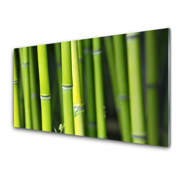 Tableau photo sur verre Bambou vert