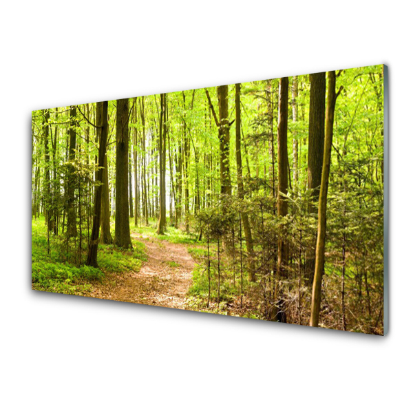 Tableau imprimé sur verre Chemin dans une forêt verte