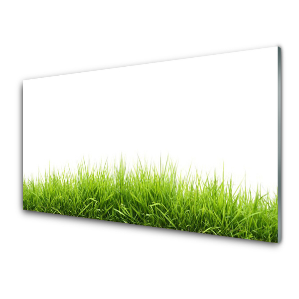 Tableau photo sur verre Herbe sur fond blanc