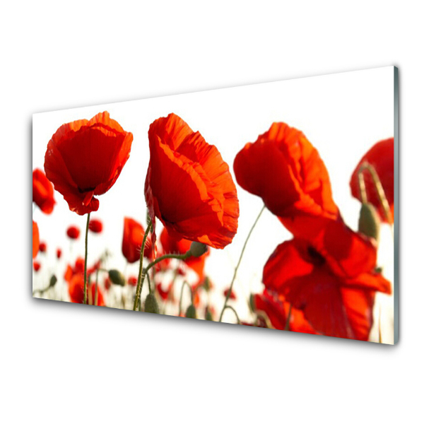 Tableau sur verre Coquelicots rouges sur fond blanc