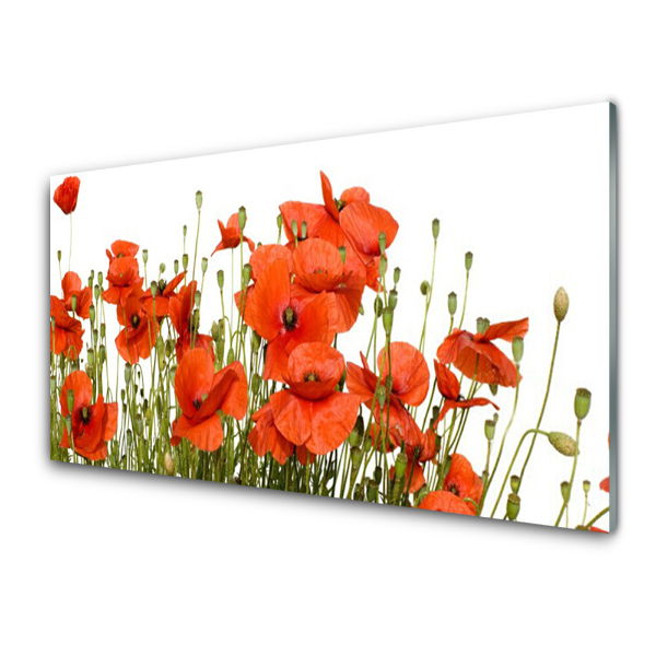 Tableau imprimé sur verre Coquelicots sur fond blanc