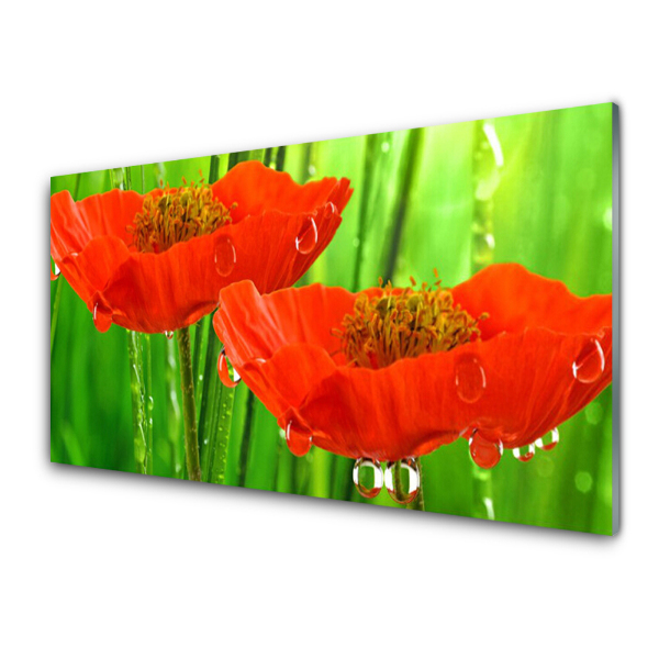 Tableau verre imprimé Coquelicots et rosée sur fond vert