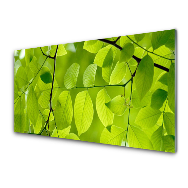 Tableau imprimé sur verre Fond vert et feuilles