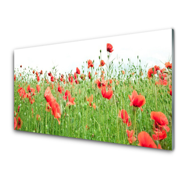 Tableau photo sur verre Prairie de coquelicots rouges