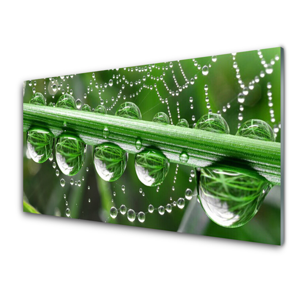 Tableau sur verre Rose sur une toile d'araignée