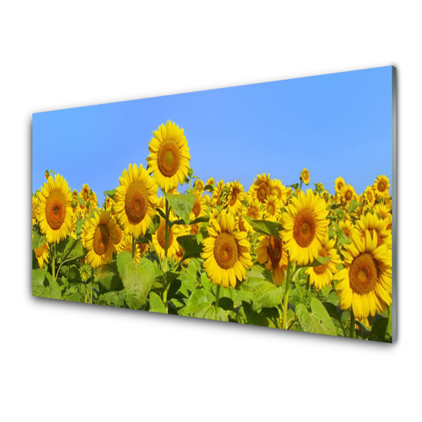 Tableau verre imprimé Vue du champ de tournesols