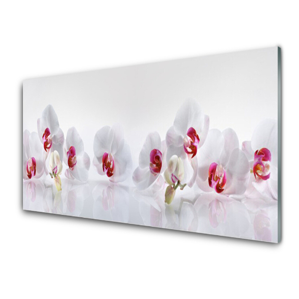 Tableau photo sur verre Orchidées blanches