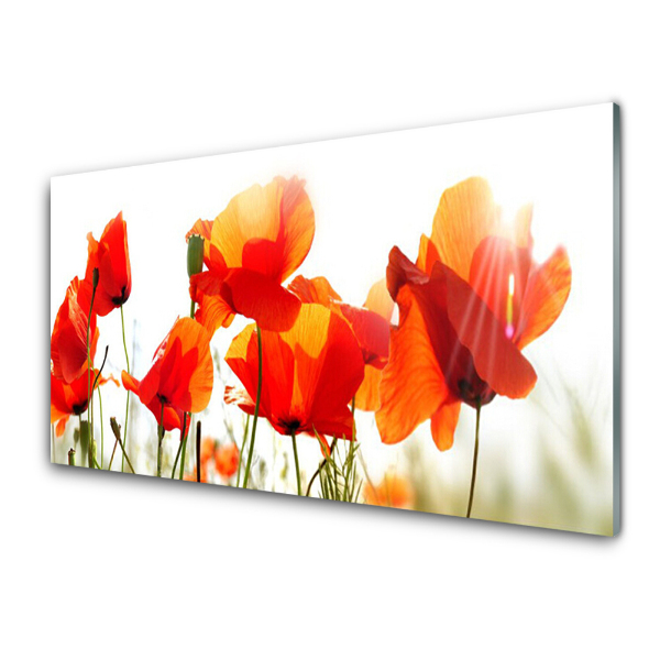 Tableau imprimé sur verre Fleurs de coquelicot