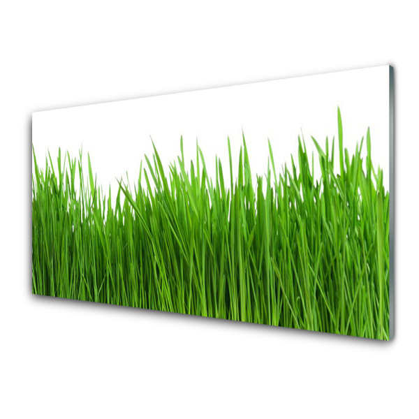 Tableau en verre Touffe d'herbe sur fond blanc