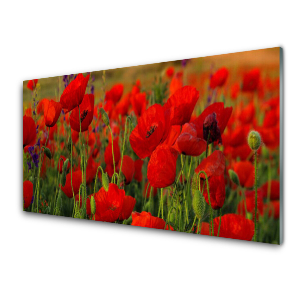 Tableau verre imprimé Coquelicots rouges dans un champ