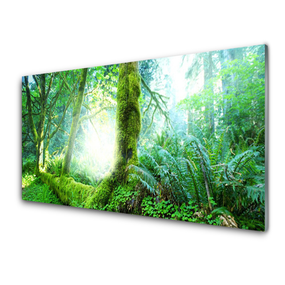 Tableau photo sur verre Mousse dans la forêt
