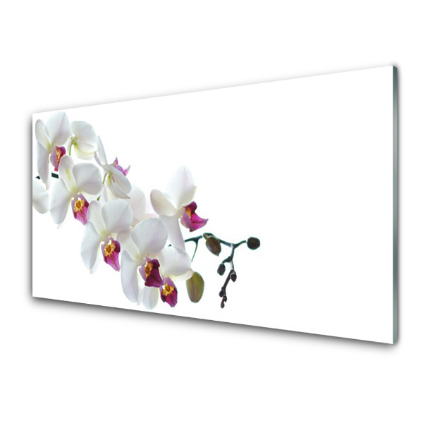 Tableau imprimé sur verre Fleurs d'orchidées blanches sur une branche