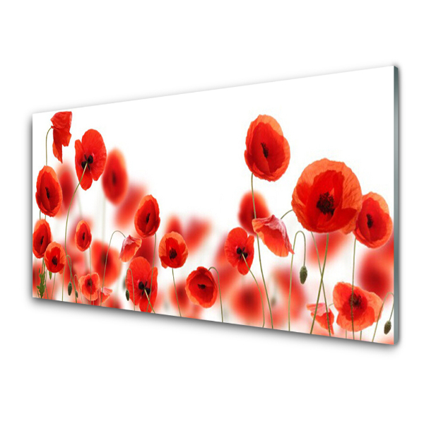 Tableau imprimé sur verre Coquelicots sur fond blanc Nature