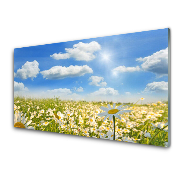 Tableau imprimé sur verre Prairie de marguerites Ciel bleu