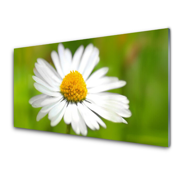 Tableau sur verre Gros plan sur une fleur de marguerite