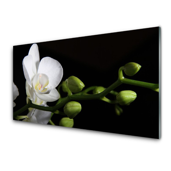 Tableau en verre Orchidée blanche sur fond noir