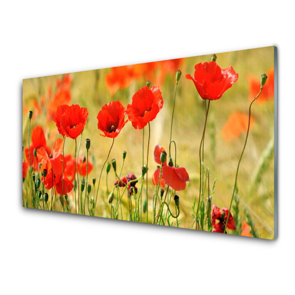 Tableau sur verre Coquelicots Pré Gros plan