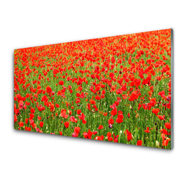 Tableau sur verre Prairie de coquelicots rouges Arrière-plan