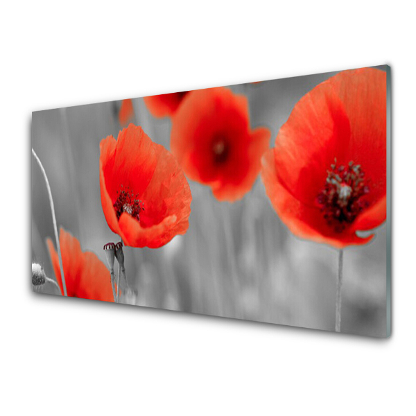 Tableau imprimé sur verre Coquelicots sur fond gris