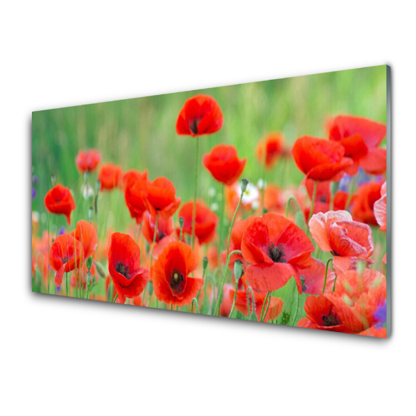 Tableau photo sur verre Fleurs de coquelicots rouges